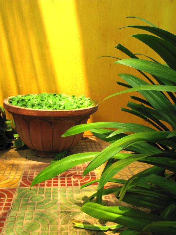 Firefly Guesthouse - The Berlin Angkor Сіємреап Екстер'єр фото